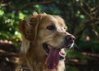 hond kat beestenboel huisdier